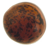 Skacel Buttons Sibokao Nut Round 7/8" Button