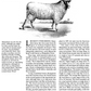 Long Thread Media Books Spin Off Presents: Down and Related Breeds - eBook Printed Copy