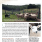 Long Thread Media Books Spin Off Presents: Down and Related Breeds - eBook Printed Copy