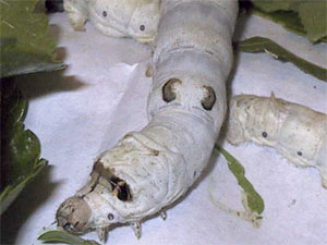 picture of silkworm